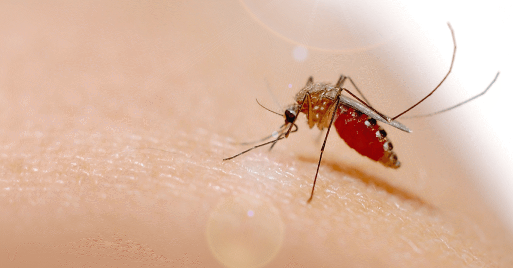 Chikungunya Virus Symptoms