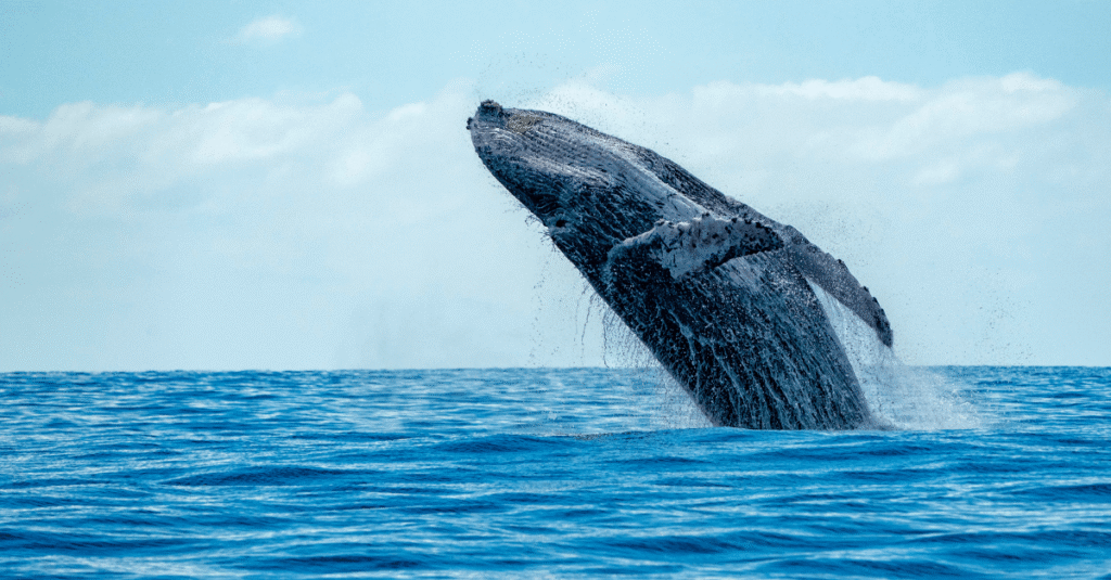 Blue Whales Going Silent