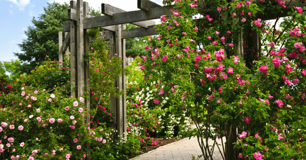 How To Make Sweet Tea In Grow A Garden