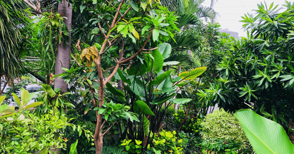 Tropical plants grow in a garden