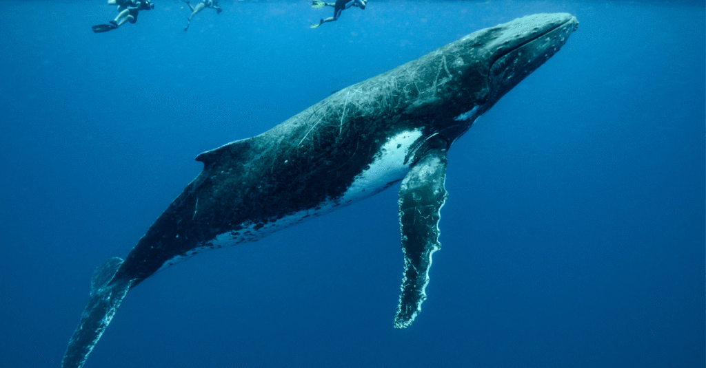 Blue Whales Going Silent