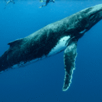 Blue Whales Going Silent