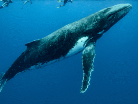 Blue Whales Going Silent