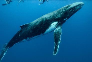 Blue Whales Going Silent
