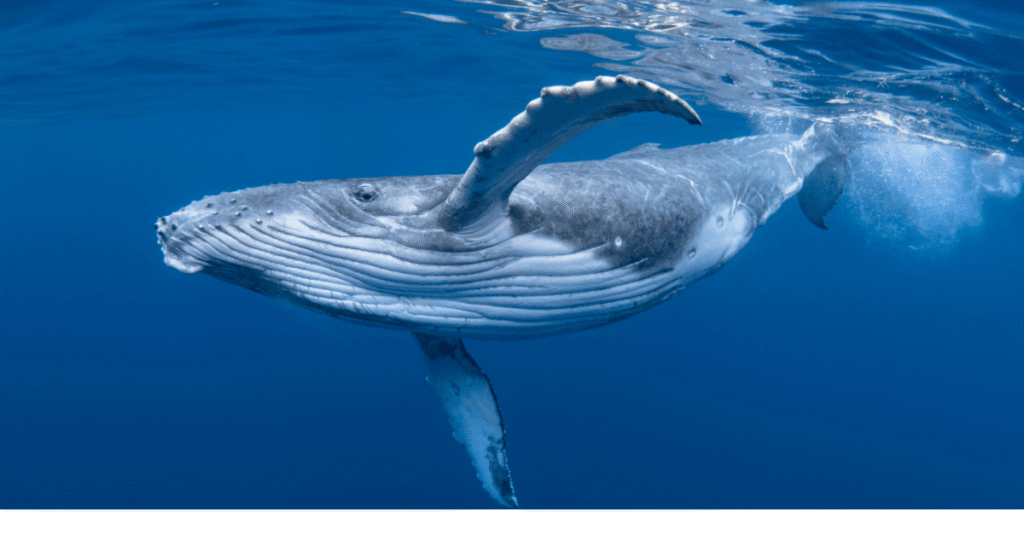 Blue Whales Going Silent