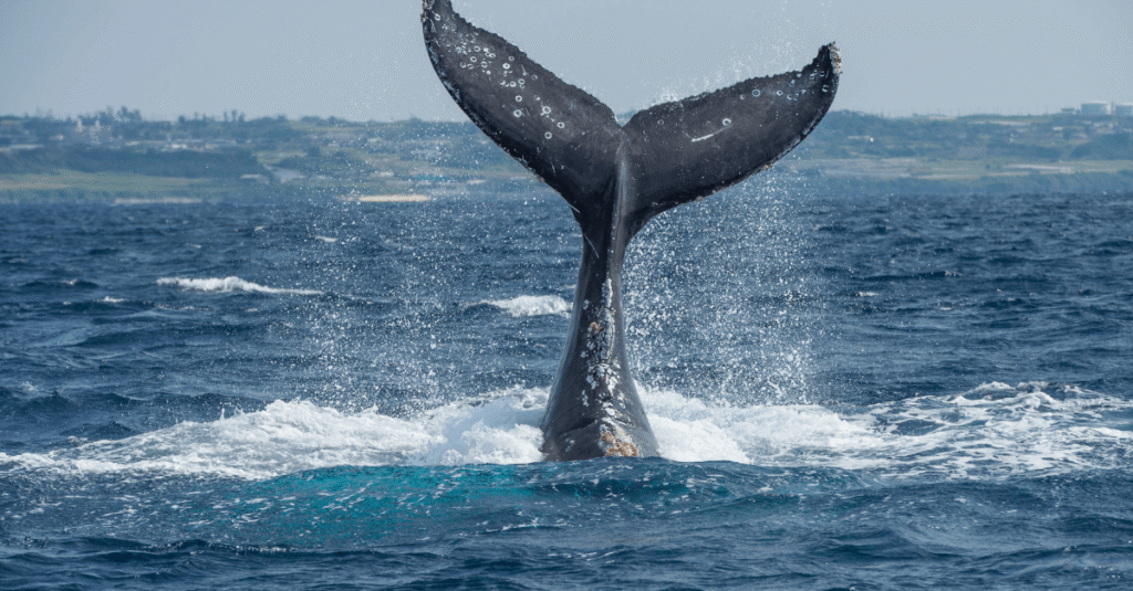 Blue Whales Going Silent