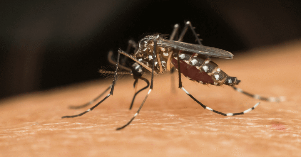 Chikungunya Virus Symptoms
