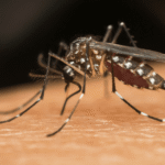Chikungunya Virus Symptoms