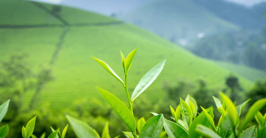 How To Make Sweet Tea In Grow A Garden