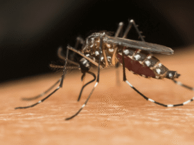Chikungunya Virus Symptoms