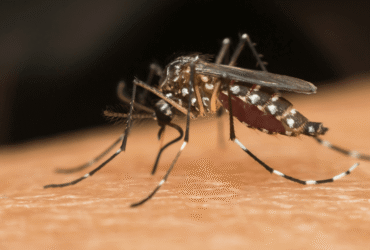 Chikungunya Virus Symptoms
