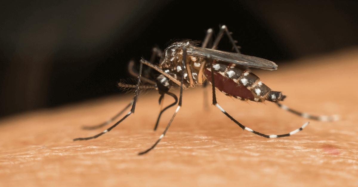 Chikungunya Virus Symptoms