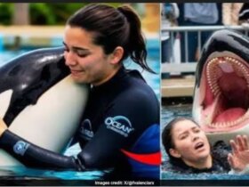 jessica radcliffe orca attack