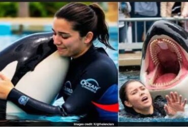 jessica radcliffe orca attack