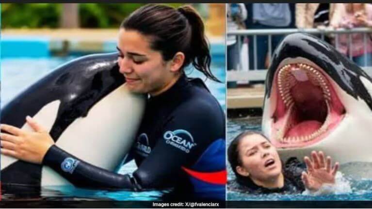 jessica radcliffe orca attack