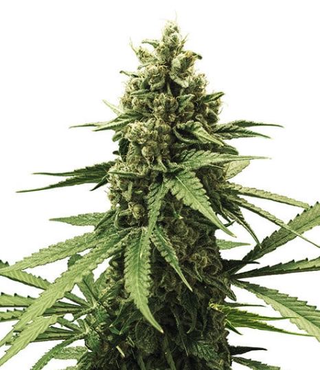 Apple Fritter Strain
