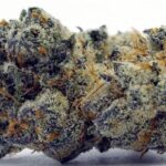 Apple Fritter Strain