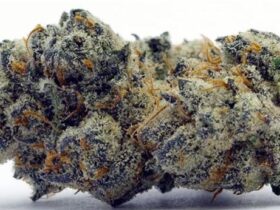 Apple Fritter Strain