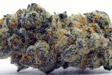Apple Fritter Strain