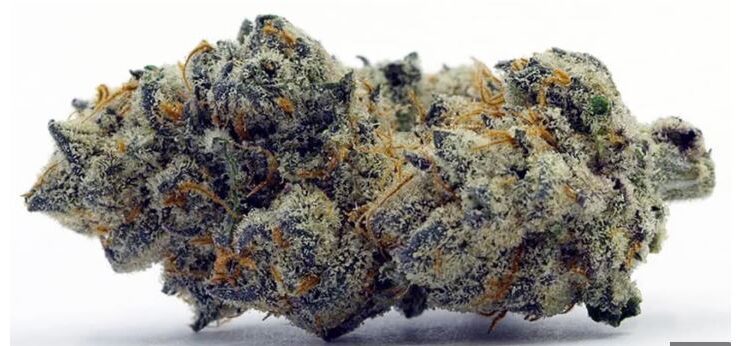 Apple Fritter Strain
