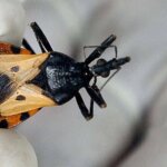 Kissing Bug Disease