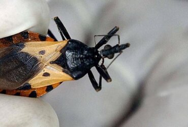 Kissing Bug Disease