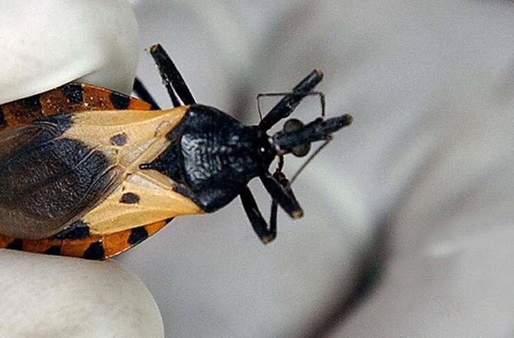 Kissing Bug Disease