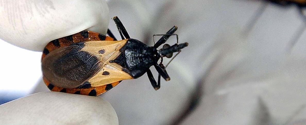 Kissing Bug Disease