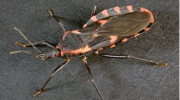 Kissing Bug Disease
