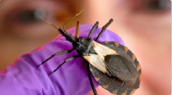 Chagas Disease